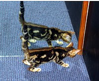 Picking Trim up in Coeur d'Alene, ID, on 4 October 2004.  